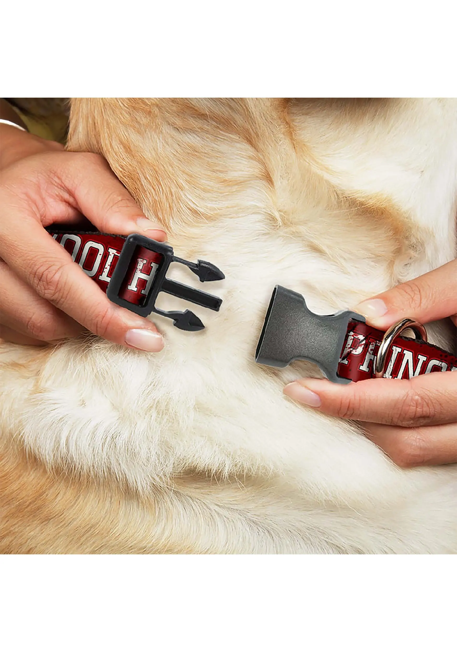 Buckle-Down Springwood High Freddy Krueger Pet Collar 2 Buckle-Down Springwood High Freddy Krueger Pet Collar - Image 2