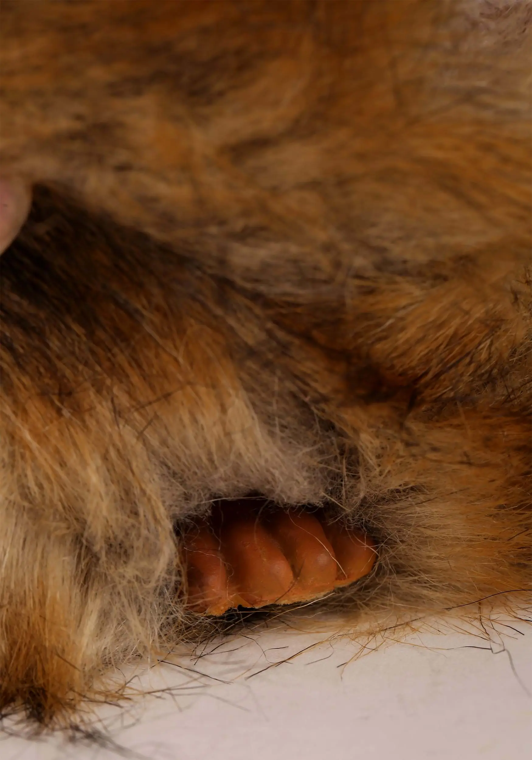 Partytime Latex Factory Fizzgig Prop From The Dark Crystal 6 Partytime Latex Factory Fizzgig Prop From The Dark Crystal - Image 6